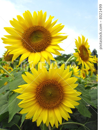 夏天向日葵 夏天向日葵 8021499