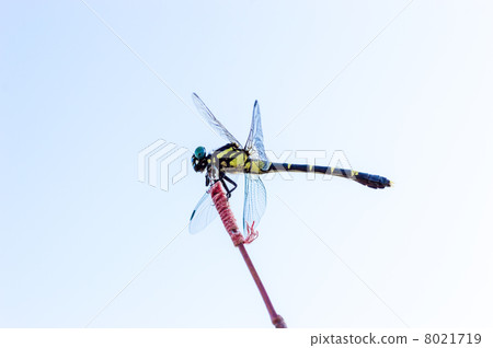 Yamasanae停在釣竿上 8021719