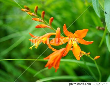 Himeki粉絲Daffoderm（Himehiga gorilla）花語：個性美女Montbretia，Crocosmia 8021733