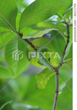 Larvae of the Dragonfly moth in Gardenia 8021744