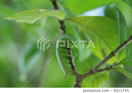 Larvae of the Dragonfly moth in Gardenia 8021745