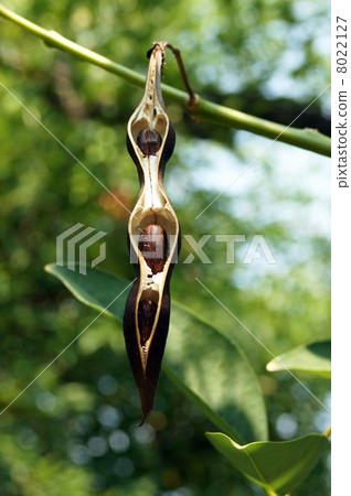 美國Deigo的Legum 8022127