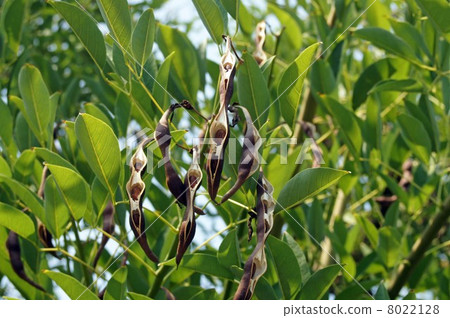 美國Deigo的Legum 8022128