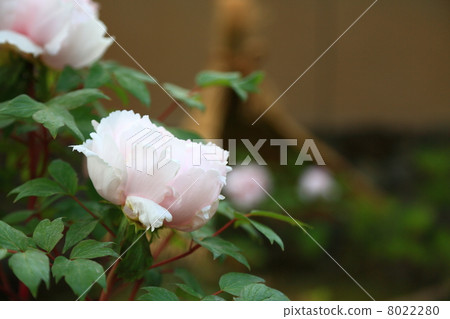Peony Peony 8022280