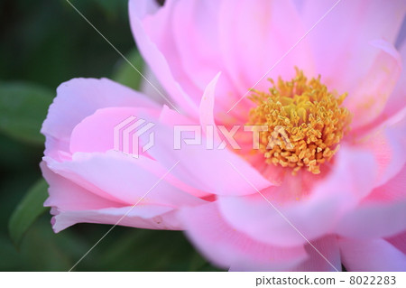 牡丹 8022283