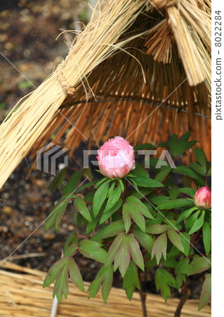 Peony Peony 8022284