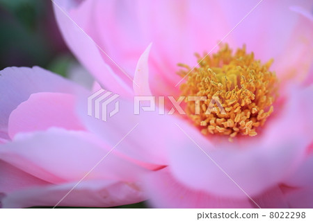 Peony Peony 8022298