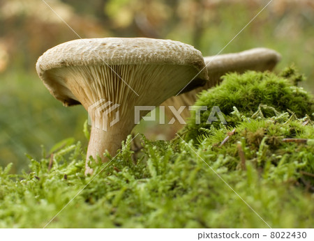 mushroom 8022430