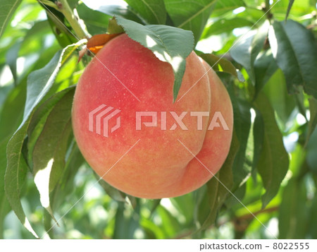 Peach in orchard 8022555