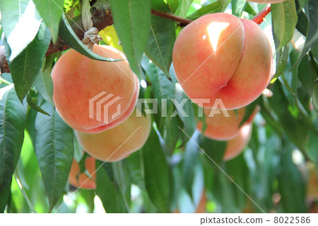 Peach in orchard 8022586