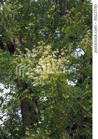 Enju的花 8022590