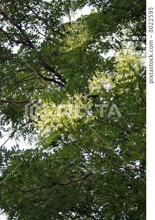 Enju的花 8022595