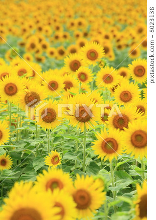 Sunflower field Sunflower field 8023138