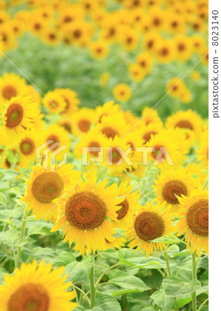 Sunflower field Sunflower field 8023140