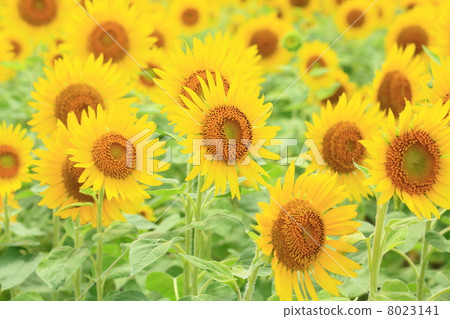 Sunflower field Sunflower field 8023141