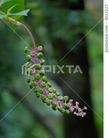 山區鄉房 8023227