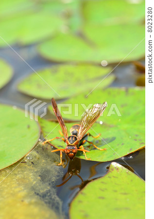 Hornet Hornet 8023280
