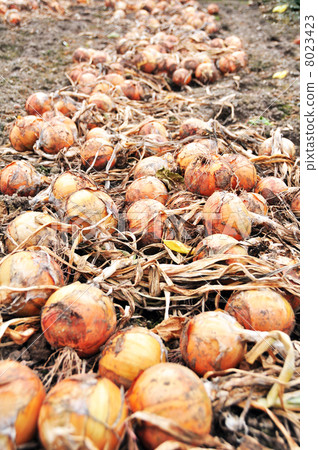 Onion farm Onion farm 8023423