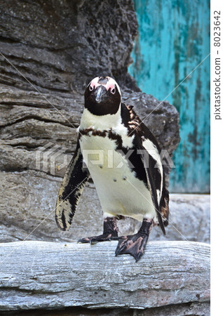 Cape Penguin (Sunshine Aquarium / Tokyo Toshima-ku Higashi Ikebukuro) 8023642