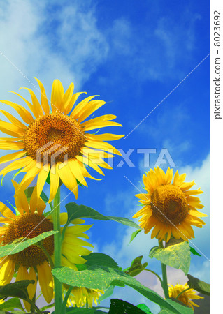 sunflower sunflower 8023692