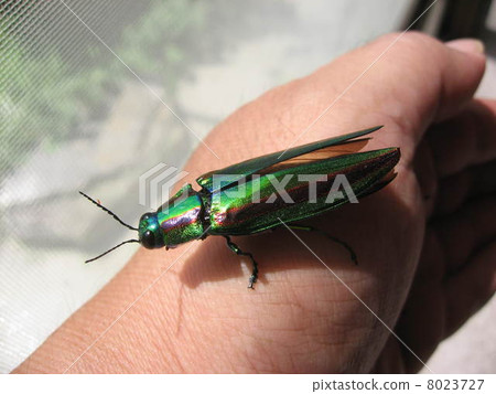 A badger beetle A badger beetle 8023727