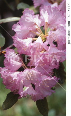 Rhododendron rhododendron 8023747