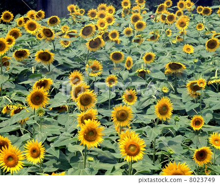 sunflower sunflower 8023749
