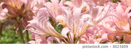 Natsuisen Sen Natsuisen Sen 8023809