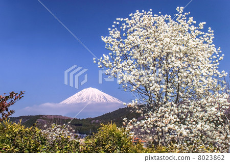 富士山和白玉蘭 8023862