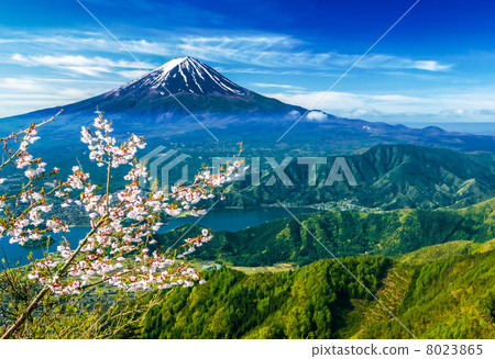Sakura and Mt. Fuji 8023865