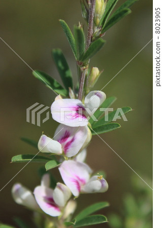 Medhagi的花 8023905