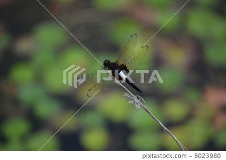 Koshiakitonbo 8023980