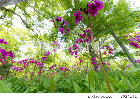 Clinko wild native place (wide angle closeup) 8024191