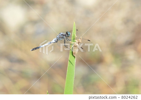 鹽卡拉通博 8024262