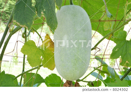 Long-bellied toast 8024302