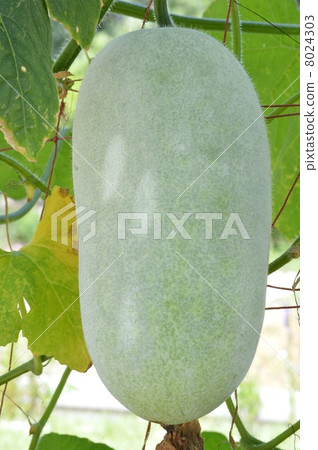 Long-bellied toast 8024303