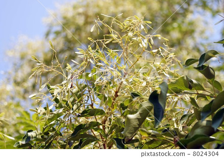 Simamonelico with fruity like feathers 8024304