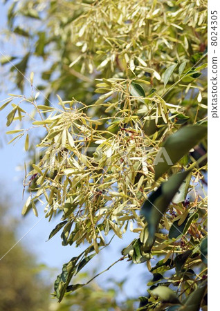 Simamonelico with fruity like feathers 8024305