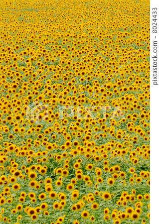 向日葵田 8024433