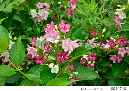 Tree · Hakonene Tottori Department of Honeysuckle family Tree · Hakonene Tottori Department of Honeysuckle family 8024740
