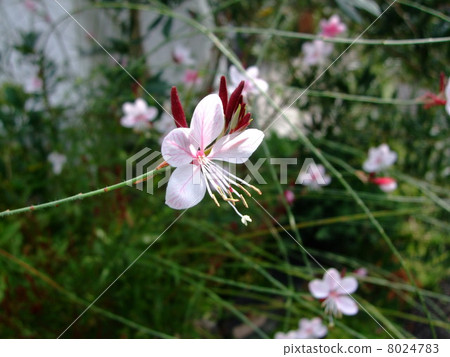 Gaura flower plant 8024783