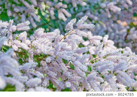 One side of Fubuqina One side of Fubuqina 8024785