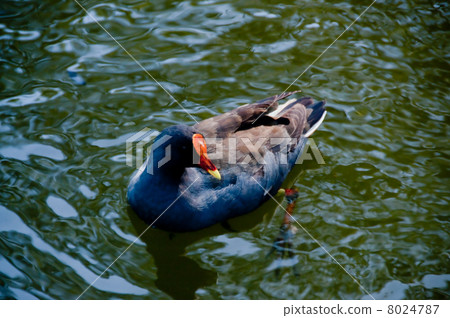 喙紅色水禽 喙紅色水禽 8024787