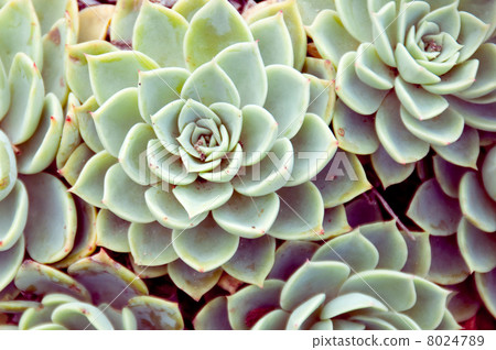 Ekebelia 8024789