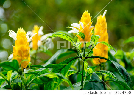 Pakistakis Lutea 8024790