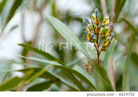 Grevirea綠色花 8024792