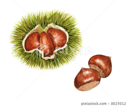 Autumn taste chestnut 8025012