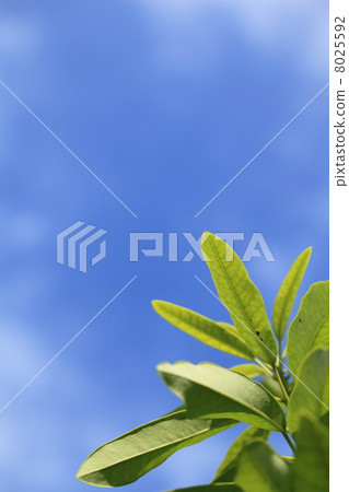 Leaves of bluefin tuna and blue sky Leaves of bluefin tuna and blue sky 8025592