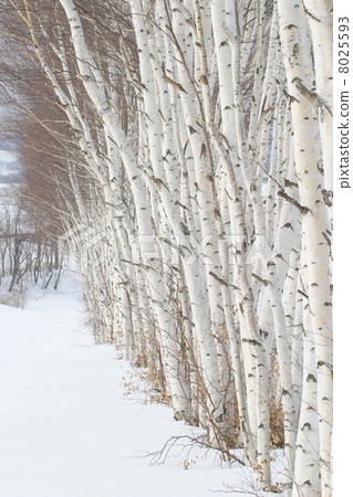 White birch forest vertical White birch forest vertical 8025593
