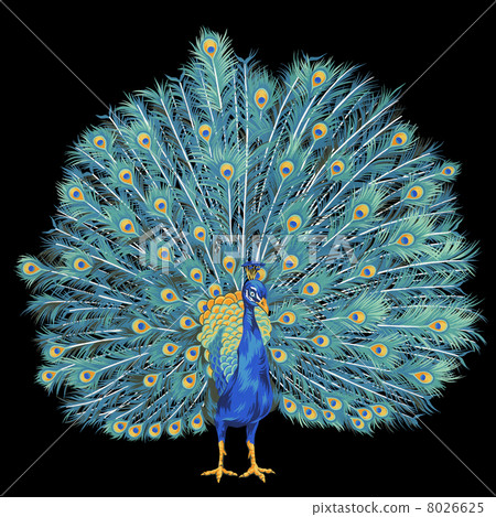 孔雀 孔雀 8026625